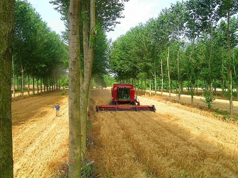 Notre info quotidienne - La France replante des arbres dans ses champs | Chronique des Droits de l'Homme | Scoop.it