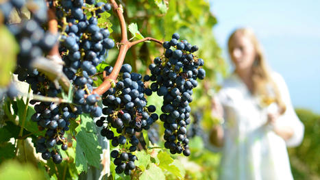 Miser sur l&rsquo;innovation et les partenariats pour un tourisme &oelig;nologique au service du d&eacute;veloppement rural | Innovation - Prospective | Scoop.it