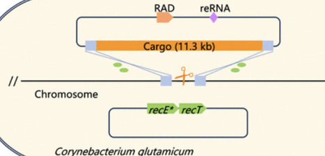 RAGATH-Associated DNA Nuclease Assisted DNA Insertion in Corynebacterium glutamicum | asb | RMH | Scoop.it
