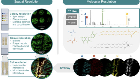 From microbes to molecules: unveiling host-microbe interactions with spatial metabolomics | msb | RMH | Scoop.it