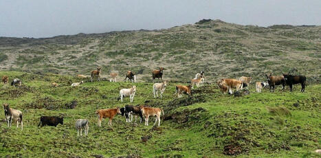 Retour à l’état sauvage : l’étonnante histoire des vaches de l’île Amsterdam perdue dans l’océan Indien | SCIENCES DE L' ANIMAL | Scoop.it