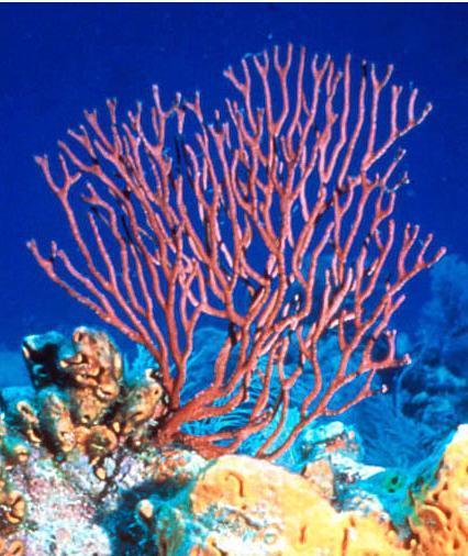The Gorgonian Coral Microbiome: Diversity, Cultivability and Function | iBB | Scoop.it