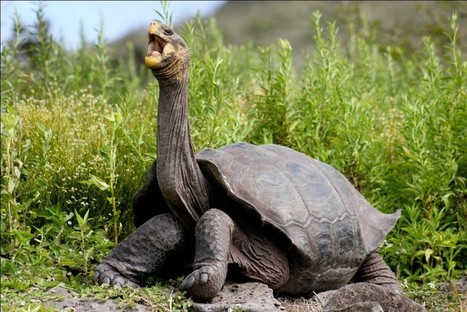 Galapagos giant tortoises make a comeback, thanks to innovative conservation strategies | Galapagos | Scoop.it