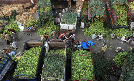Harvest | Sustainability Science | Scoop.it