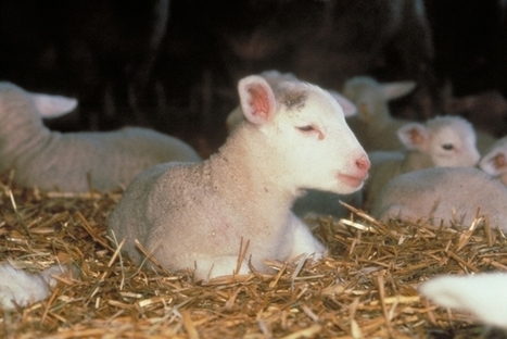 INRA - Caresser agneaux participe à leur bien-être | SCIENCES DE L' ANIMAL | Scoop.it