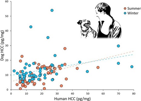 Long-term stress levels are synchronized in dogs and their owners | Comparative Oncology | Scoop.it