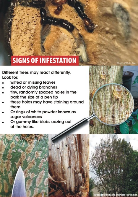 &Agrave; Johannesburg, un col&eacute;opt&egrave;re menace l&rsquo;une des plus grandes for&ecirc;ts urbaines du monde | EntomoNews | Scoop.it