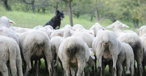 Haute-Saône. Cinquième attaque d’ovins en une semaine : huit moutons tués à Jussey (proche de Gray) | Actualité Bétail | Scoop.it