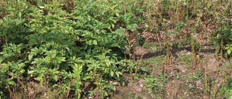 Elevating crop disease resistance with cloned genes | Publications from The Sainsbury Laboratory | Scoop.it