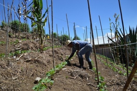 Costa Rican Farmers Become Climate Change Acrobats | Questions de développement ... | Scoop.it