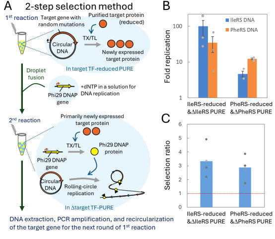 A two-step selection method for in vitro evolut...