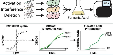 Tri-Functional CRISPR Screen Reveals Overexpression of QDR2 and QDR3 Transporters Increase Fumaric Acid Production in Kluyveromyces marxianus | asb | RMH | Scoop.it