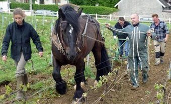 Gionges / A la MFR Première formation au cheval de trait | L'Union | Cheval et Nature | Scoop.it