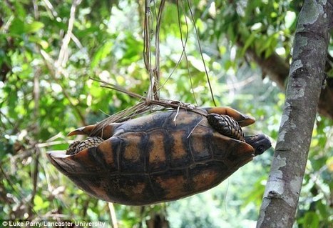Taste for endangered wild animals in Brazil threatens jungle wildlife | RAINFOREST EXPLORER | Scoop.it