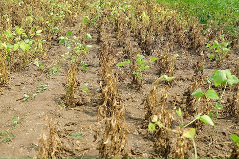 INDIA: Cuts 2026-27 food grain target as El Ni&ntilde;o deepens and Rabi season faces drought risk | Revue de presse - Club DEMETER | Scoop.it