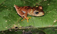 New species discovered in Suriname - in pictures | Science News | Scoop.it