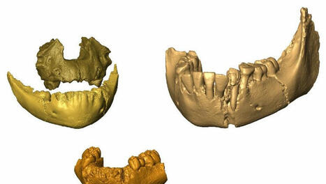 [La Dépêche du Midi] Fossiles de nourrissons : la découverte d’un professeur toulousain qui change l’histoire de l’homme | Les laboratoires du CNRS Occitanie Ouest dans la presse | Scoop.it