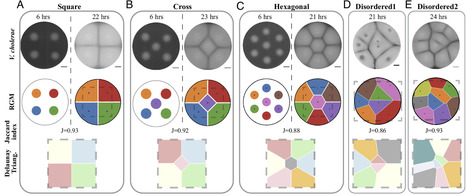 Geometric ordering in bacterial communities | pnas | RMH | Scoop.it