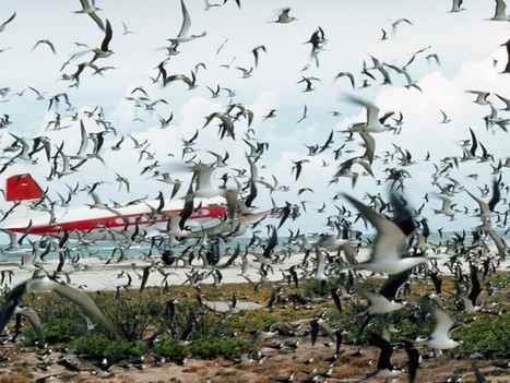 Blue lights could prevent bird strikes | Remotely Piloted Systems | Scoop.it