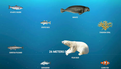 El mar profundo, una infografía casi infinita hasta las profundidades abisales | Artículos CIENCIA-TECNOLOGIA | Scoop.it