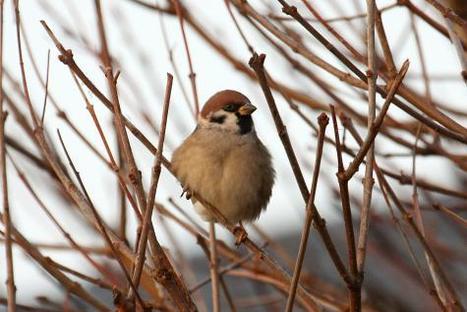 BE - Moins d’espèces d’oiseaux dans nos jardins | Koter Info - La Gazette de LLN-WSL-UCL | Scoop.it