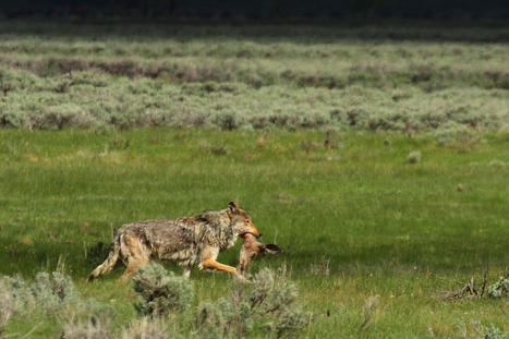 USA : dernières nouvelles des loups | Histoires Naturelles | Scoop.it