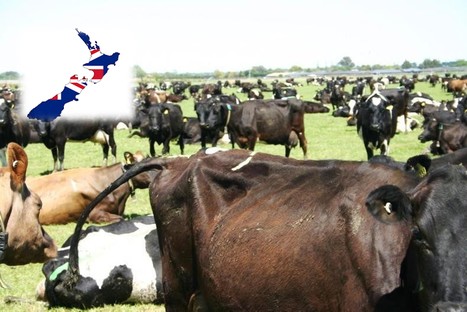 Le nombre de vaches chute de 3,5% en Nouvelle-Zélande | Lait de Normandie... et d'ailleurs | Scoop.it