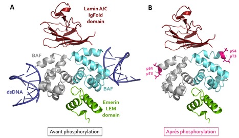 Di-phosphorylated BAF shows altered structural dynamics and binding to DNA, but interacts with its nuclear envelope partners | I2BC Paris-Saclay | Scoop.it
