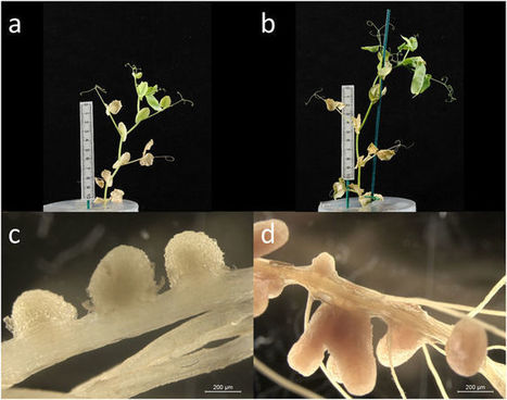 Policing the legume-Rhizobium symbiosis: a critical test of partner choice | RMH | Scoop.it