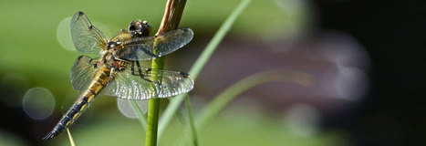 Les libellules de France sont en grave danger : voici pourquoi il est primordial de les préserver | Variétés entomologiques | Scoop.it