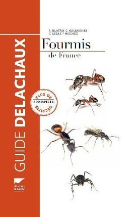 Sortie de guide sur les fourmis | Variétés entomologiques | Scoop.it