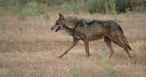 Le loup ne peut être chassé en région lorsque l'espèce est menacée sur le plan national | Biodiversité | Scoop.it