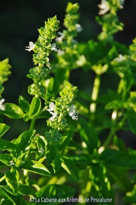 Basilic tropical (Ocimum basilicum L.) | La Cabane aux Arômes | Scoop.it