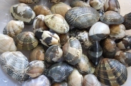 April Seasonal Japanese Seafood ４月旬の魚 | The Asian Food Gazette. | Scoop.it