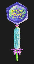 Cryo-electron tomography of bacterial viruses | Virology News | Scoop.it