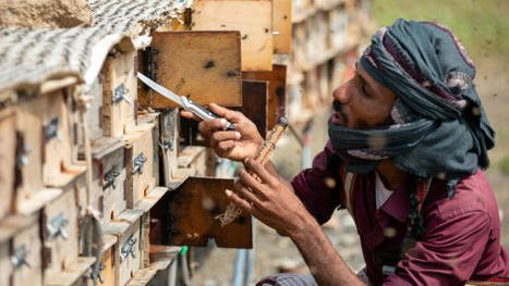 What's stopping YEMEN's beekeepers from creating a buzz | CIHEAM Press Review | Scoop.it
