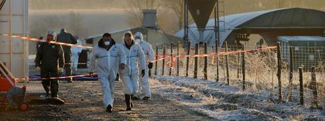 Grippe aviaire : tous les canards des Landes vont être abattus | Toxique, soyons vigilant ! | Scoop.it