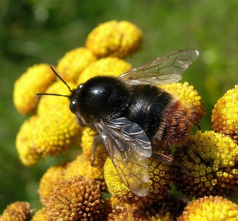 En Bohême du Sud, les biologistes ont découvert une espèce de bourdon en voie de disparition | EntomoNews | Scoop.it