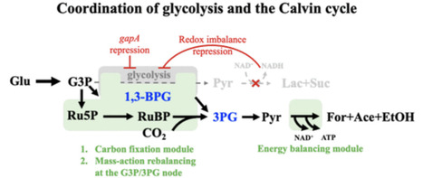 Coordinating Calvin Cycle and Glycolysis in Escherichia coli | asb | RMH | Scoop.it