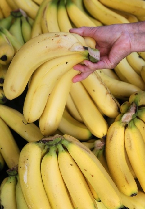 Gene Editing Could Turn GM Crops More Attractive | Plant Molecular Farming | Scoop.it