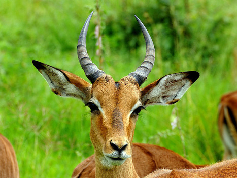 Impala | 1Uutiset - Lukemisen tähden | Scoop.it