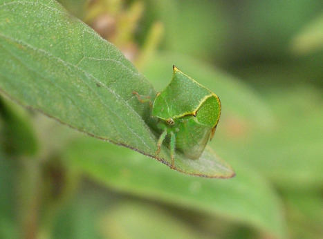 L'urine des Homopt&egrave;res, un mat&eacute;riau utilis&eacute; ou recycl&eacute; de fa&ccedil;ons &eacute;tonnantes | EntomoScience | Scoop.it