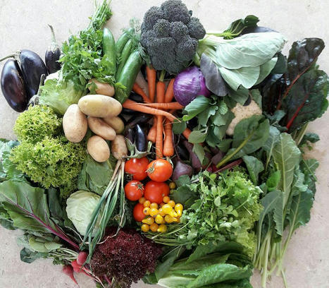 EGYPT: Vegetable prices soar as crop yields suffer from cold wave  | CIHEAM Press Review | Scoop.it