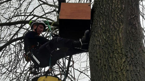 Temp&ecirc;te : trois b&eacute;b&eacute;s chouettes hulottes sauv&eacute;s &agrave; Hellemmes apr&egrave;s un bel &eacute;lan de solidarit&eacute; | Nature en ville | Scoop.it