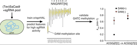 Machine learning reveals sequence and methylation determinants of SaCas9&ndash;PAM interactions in bacteria | nar | RMH | Scoop.it