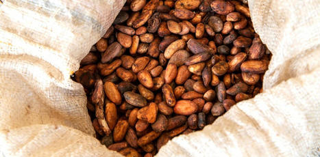 Quand le boom du cacao au Liberia pousse à la déforestation | Ecosystèmes Tropicaux | Scoop.it
