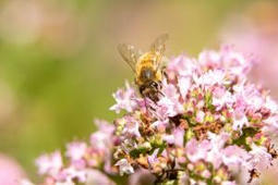 Biodiversité : rapport de la Commission sur l'état d'avancement de l'action de l'UE en faveur des pollinisateurs | Biodiversité | Scoop.it