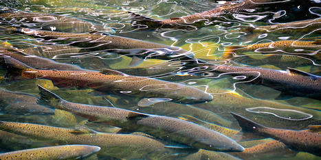 Drought scuppers salmon fishing season in California - RawStory.com | Agents of Behemoth | Scoop.it