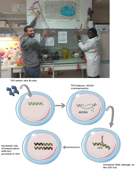 The HIV-1 protein Tat predisposes to the development of Burkitt lymphoma | Life Sciences Université Paris-Saclay | Scoop.it