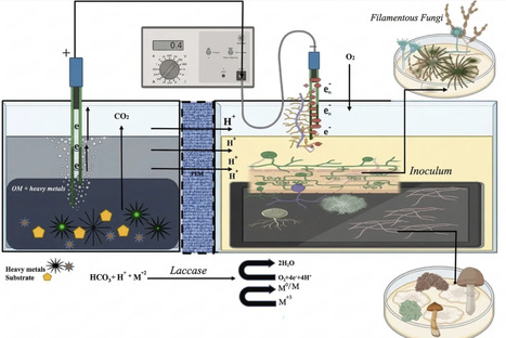 Fungal fuel cells: an environmentally friendly approach to addressing heavy metal pollution and electricity production | frn | RMH | Scoop.it